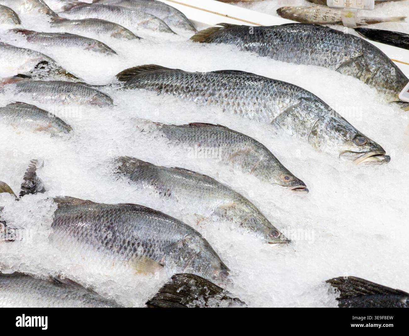 Frischer, roher Barramundi-Fisch, der auf einem Bett aus zerstoßenem Eis auf einem Meeresfrüchtemarkt gekühlt wird und für den Einzelverkauf bereit ist. Stockfoto