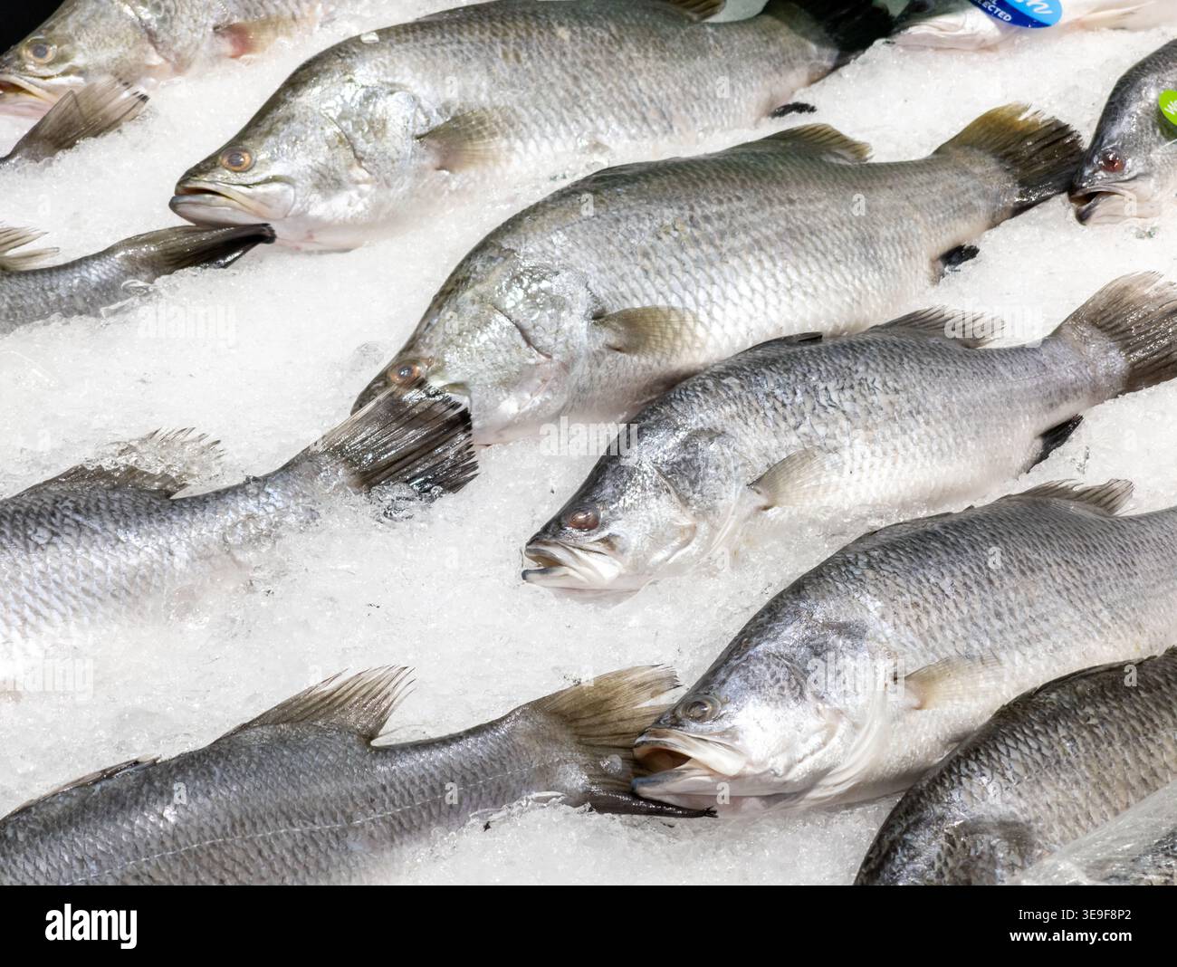 Frischer roher Barramundi oder Seebarsch auf Eis auf einem Fischmarkt. Er unterstreicht die silberne Skala und die Frische, ideal für kulinarische und kulinarische Zwecke Stockfoto