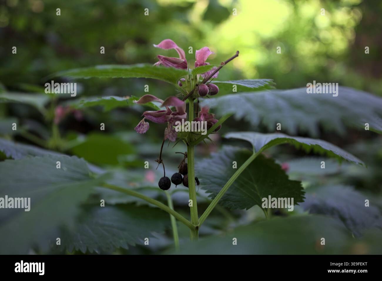 Lamium orvala gefälschte große Brennnesselblüten aus nächster Nähe gesehen Stockfoto