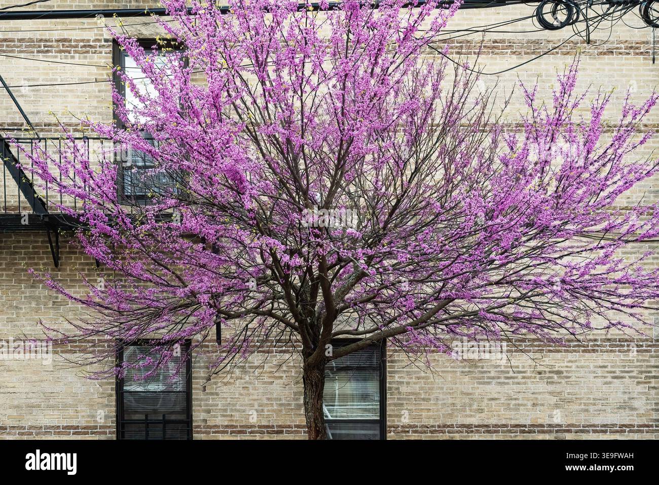 Rotknospenbaum in Frühlingsblüte Stockfoto