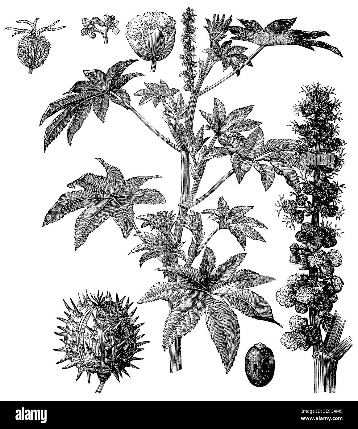 Rizinuspflanze (Ricinus communis) - Blütenstände (männliche und weibliche Blüten), Früchte und Samen, detaillierte Vintage-botanische Gravur. Stockfoto