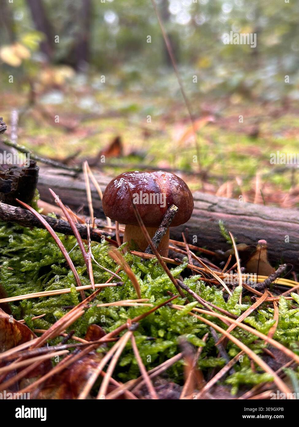 Nahaufnahme eines nassen braunen Pilzes, umgeben von Moos und Waldgras nach Regen in einer Herbstszene. - Smartphone-aufgenommenes Stockfoto