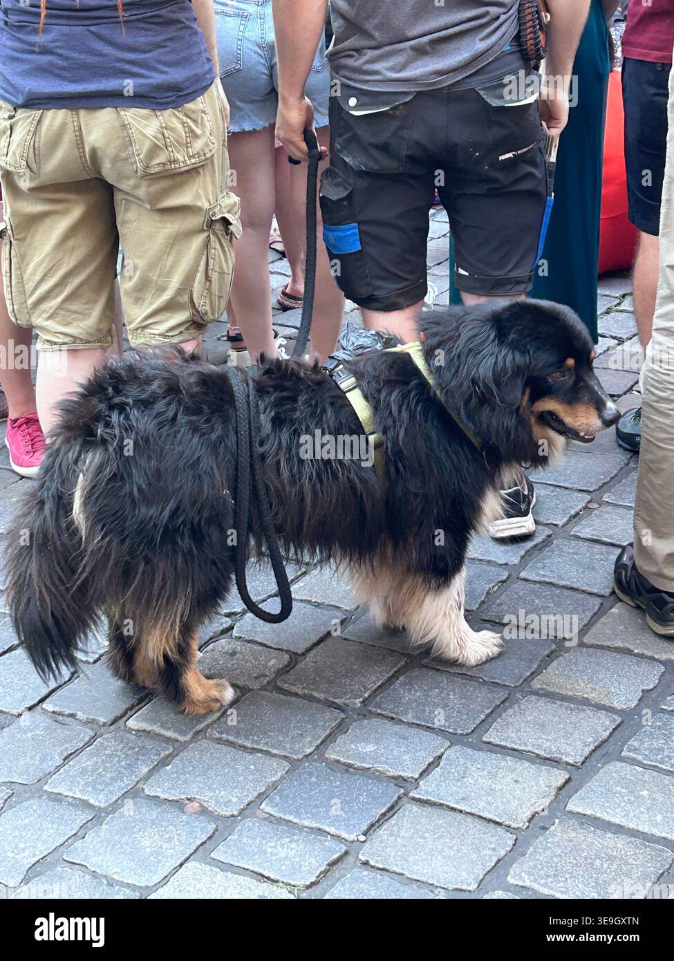 Berner Sennenhund neben Menschen, die bei einem Sommerfest in Bamberg nur ihre Beine zeigen - Smartphone-aufgenommenes Stockfoto