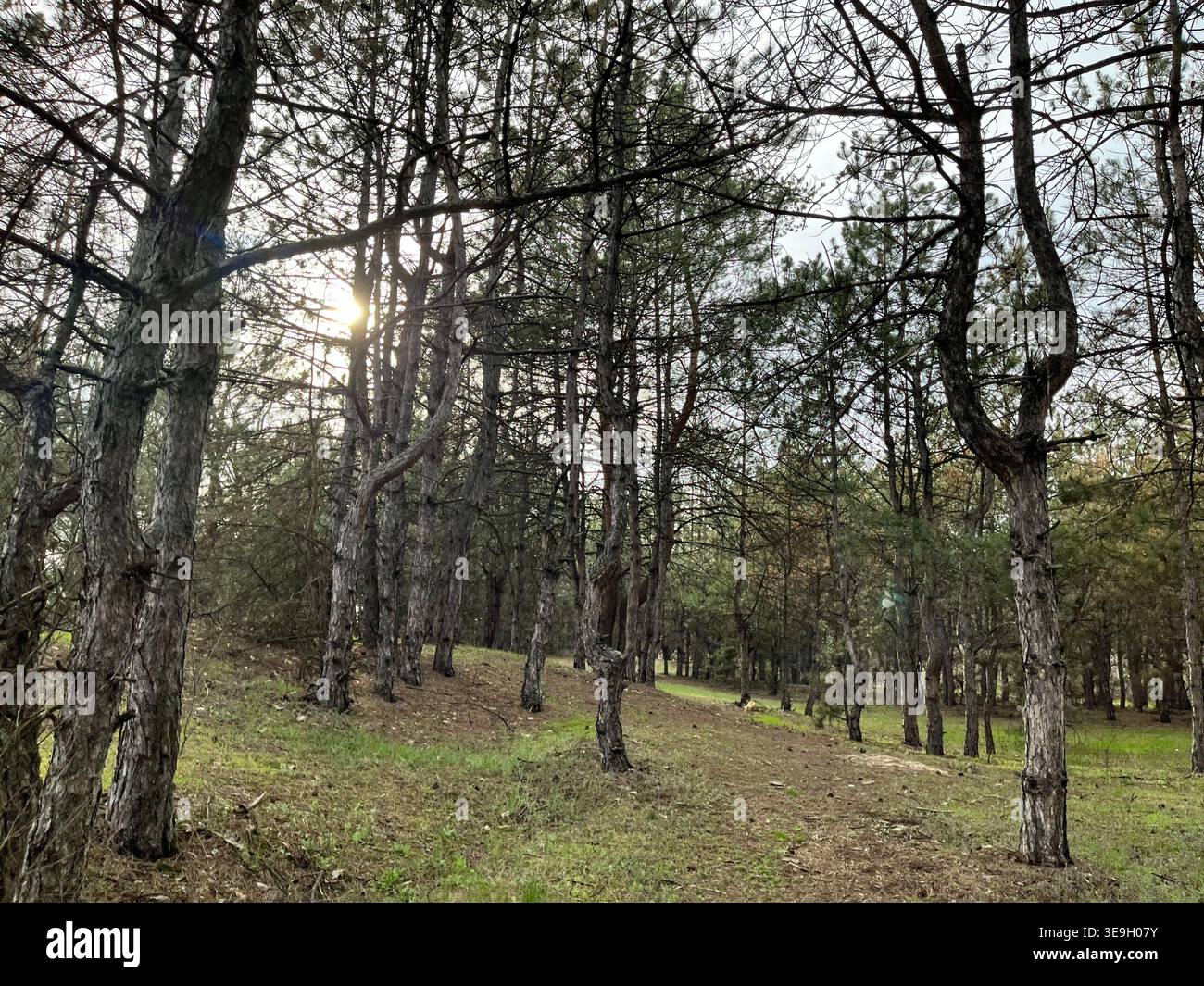 Natürliche Kiefernwälder mit Sonnenlicht durch hohe Bäume und sanften Schatten auf grasbewachsenem Boden. Friedliche Waldszene. - Smartphone-aufgenommenes Stockfoto