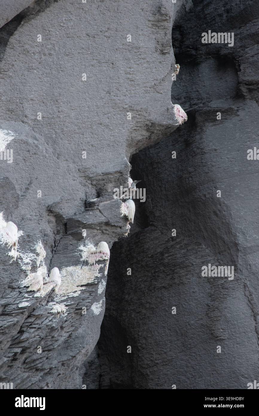 Nahaufnahme auf der felsigen Klippe von einer Insel im Meer von Cortez. Stockfoto