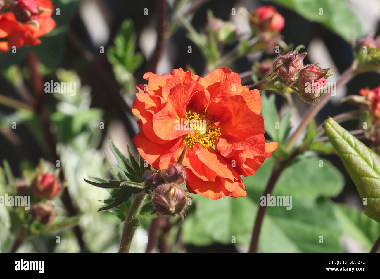 Geum Scarlet Tempest ('Macgeu001'PBR) (Tempest Serie), Nahaufnahme einer einzelnen doppelten Aschenblüte mit leuchtend scharlachroten Orangenblättern. Stockfoto