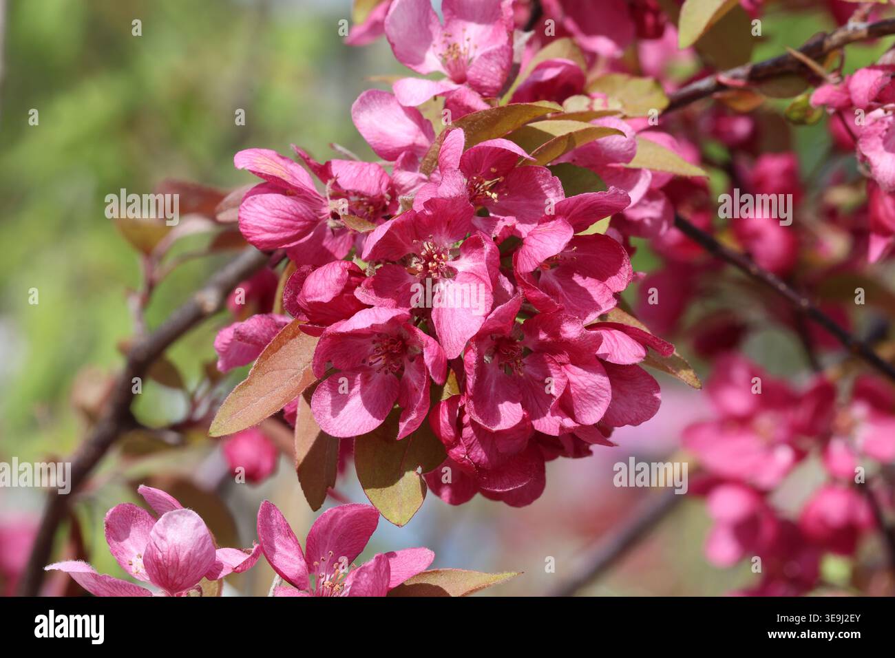 Malus „Indische Magie“. Nahaufnahme des Sprühnebels von tiefrosa Krabbenapfelblüten im Frühjahr. Stockfoto