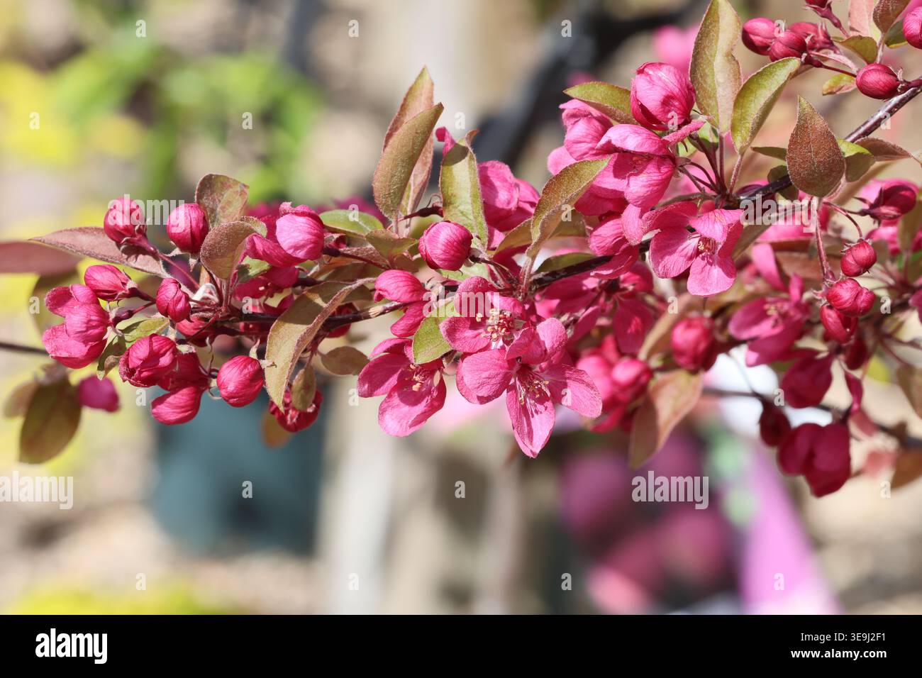 Malus „Indische Magie“. Nahaufnahme des Sprühnebels von tiefrosa Krabbenapfelblüten im Frühjahr. Stockfoto