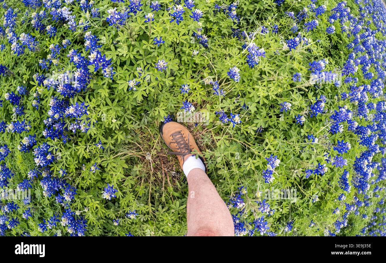 Sehen Sie sich die Muleshoe Bend Recreation Area in Marble Falls, Texas, mit einem Blick auf einen Fuß und einen Schuh auf Bluebonnets und grünes Laub an. Stockfoto