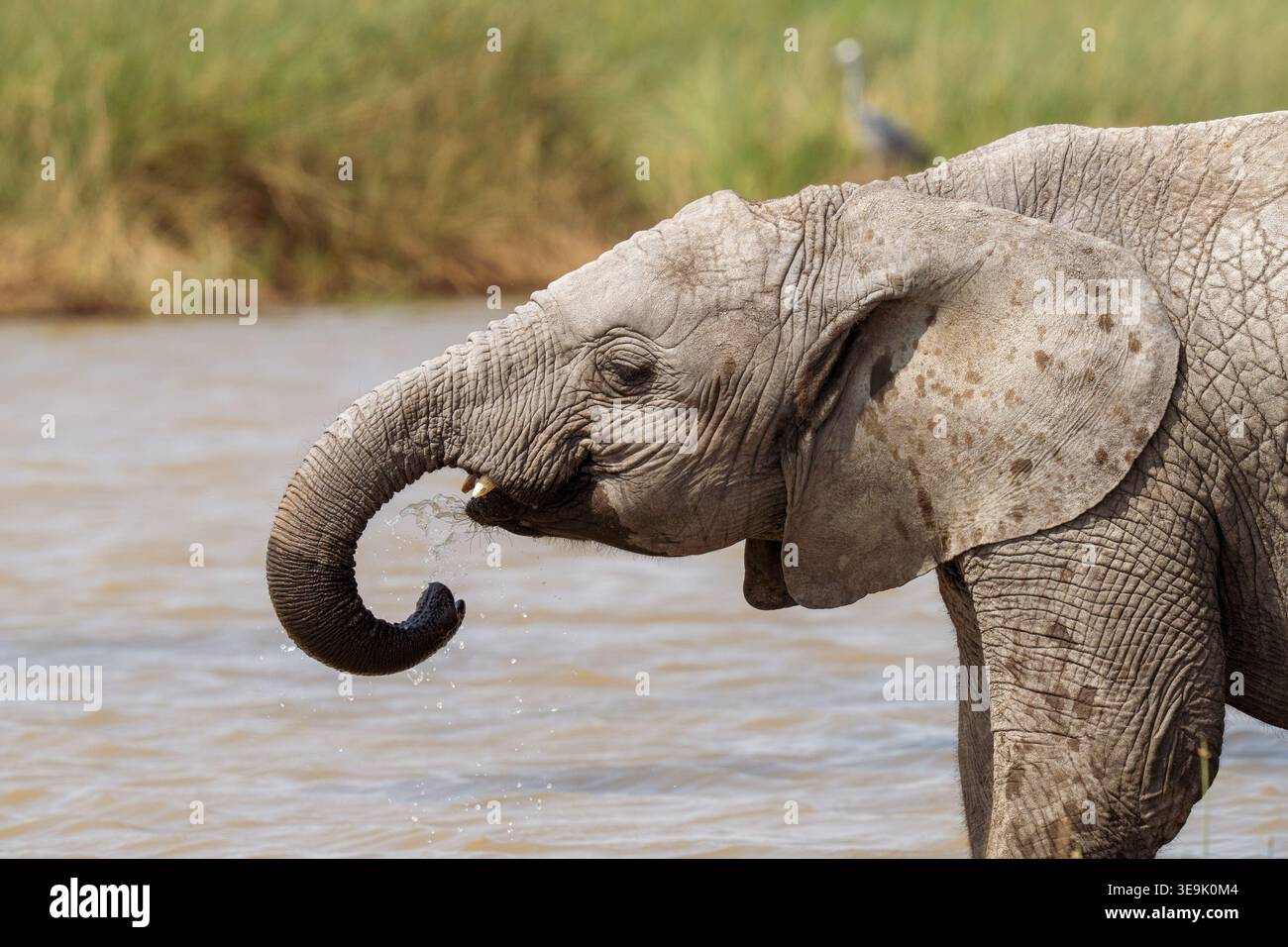 Junger Elefant, der in einem See steht und seinen Stamm benutzt, um Wasser in seinen Mund zu spritzen Stockfoto