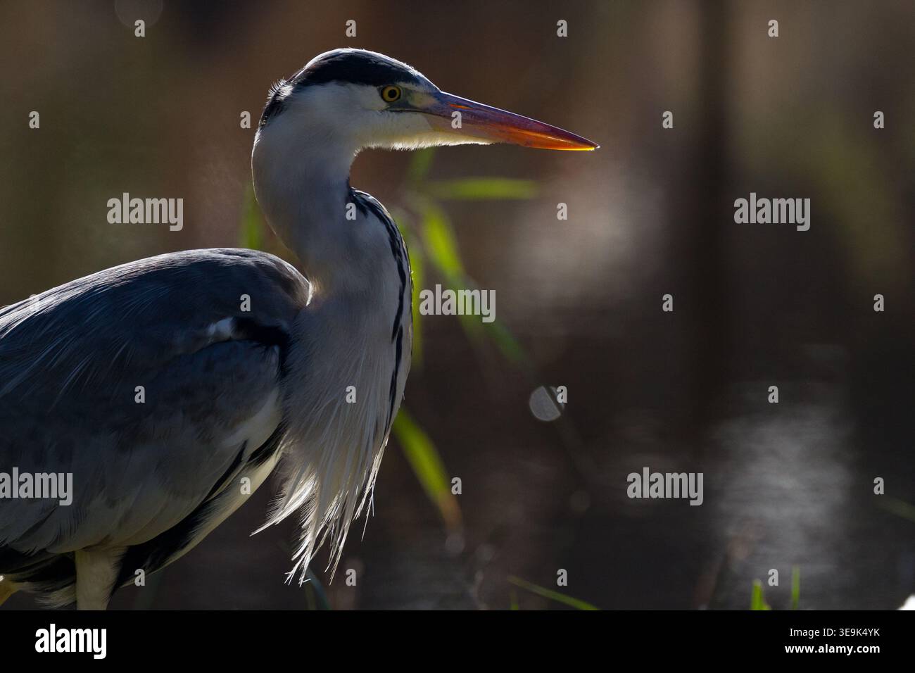 Ein Graureiher (Ardea cinerea) in einem Park in Kanagawa, Japan. Stockfoto