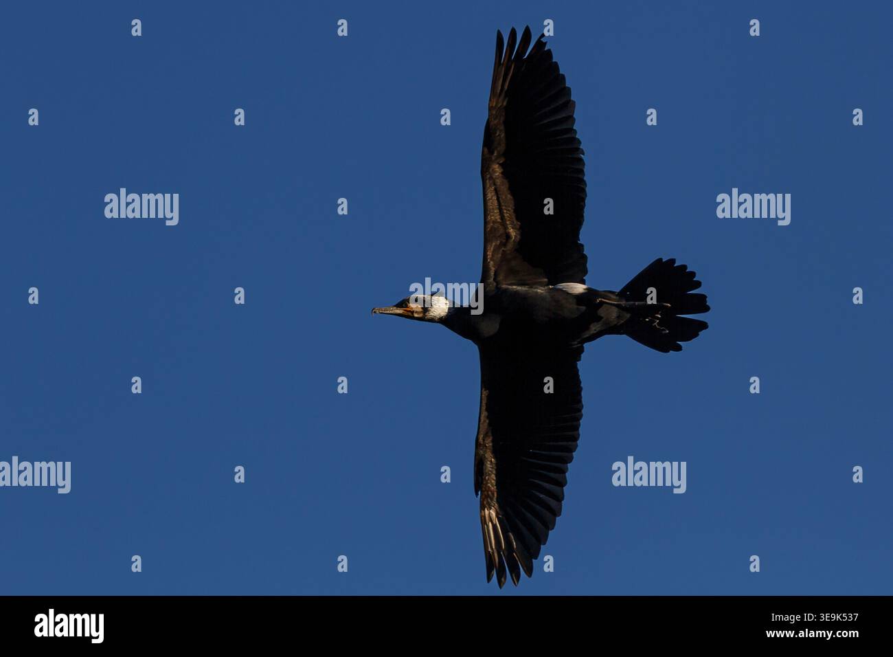 Ein großer Kormoran (Phalacrocorax carbo) oder Schwarzhag mit Gefieder der Brutsaison, der in einem blauen Himmel fliegt. Kanagawa, Japan. Stockfoto