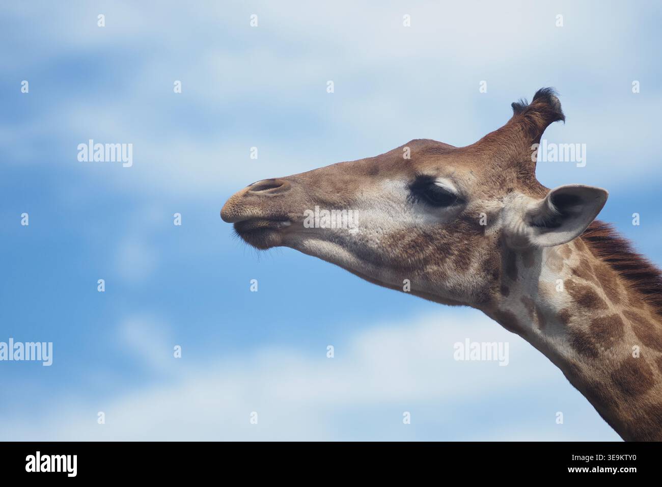 Giraffe blickt nach oben am blauen Himmel in den Wildpark Stockfoto