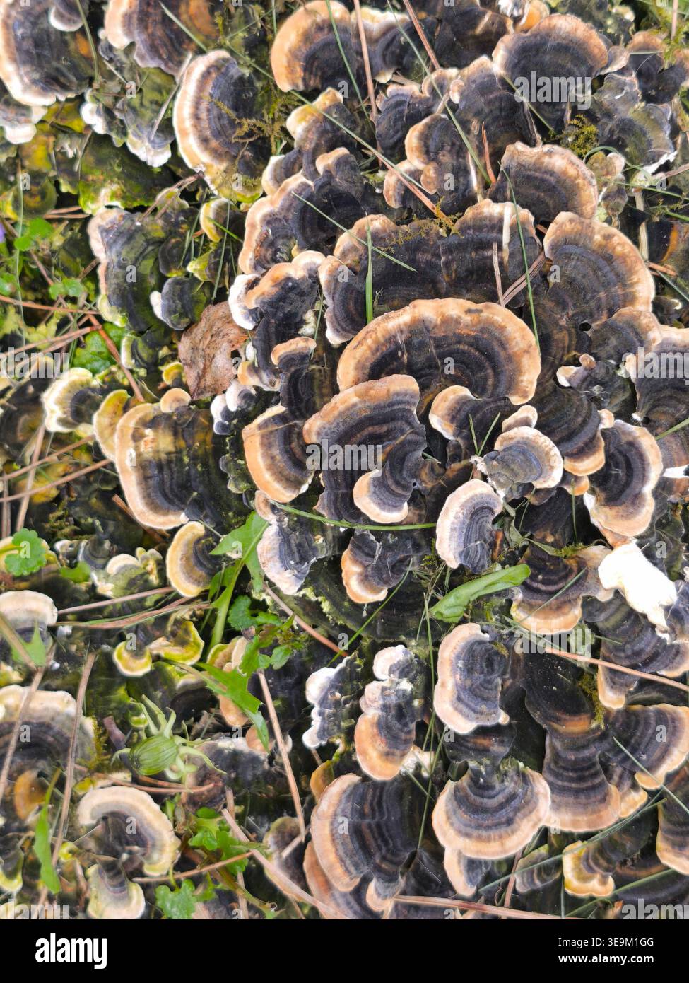 Vertikale Draufsicht auf Pilze aus dem Truthahn (Trametes versicolor), die auf einem Baumstamm wachsen. Detaillierte Waldpilze mit bunten konzentrischen Kreismustern. Stockfoto