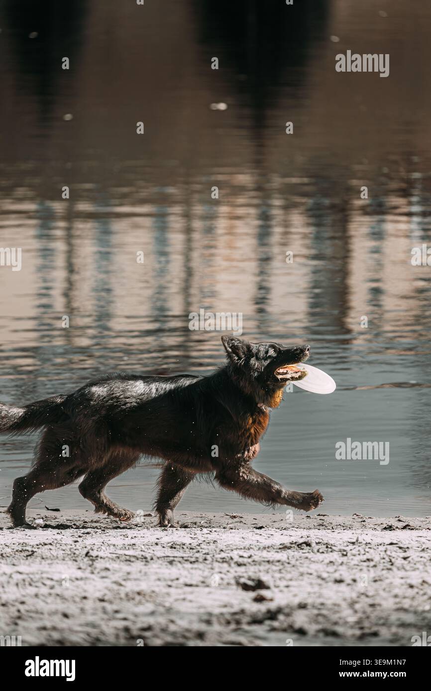 Elsässischer Wolfshund Oder Schwarzer Deutscher Schäferhund, Der Mit Der Fliegenden Scheibe Im Freien Spielt. Verspielte Haustiere Im Freien. Deutscher Schäferhund Springt Im Freien Stockfoto