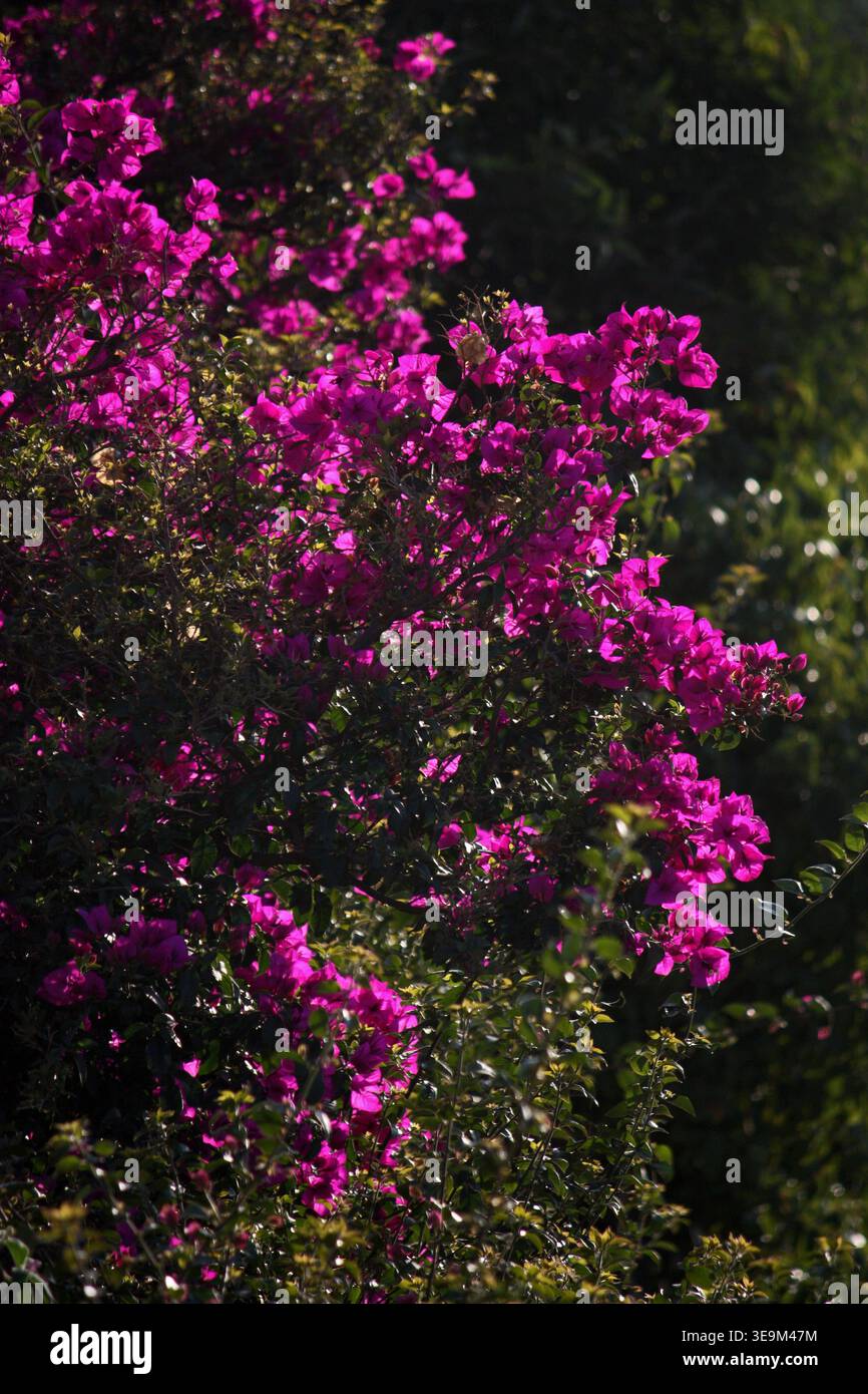 Bougainvilleen Stockfoto