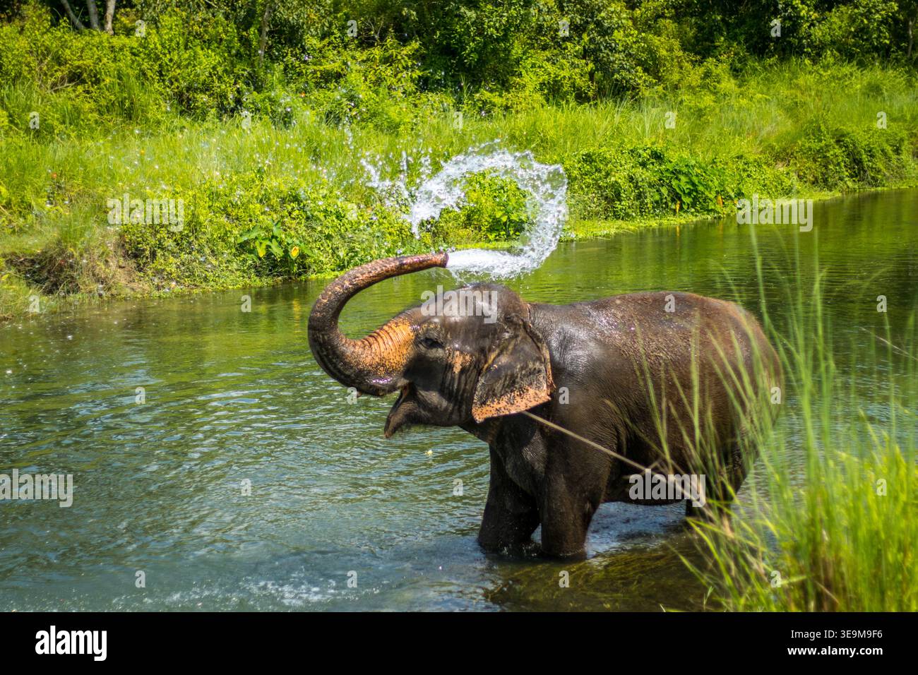 Chitwan National Park – Nepals erster Nationalpark (1973), ein UNESCO-Weltkulturerbe, das die reiche Artenvielfalt der Terai schützt. Stockfoto