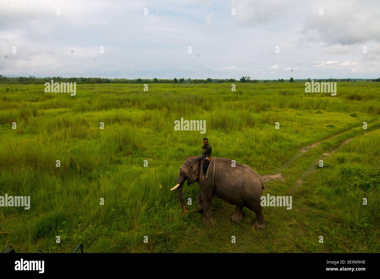 Chitwan National Park – Nepals erster Nationalpark (1973), ein UNESCO-Weltkulturerbe, das die reiche Artenvielfalt der Terai schützt. Stockfoto
