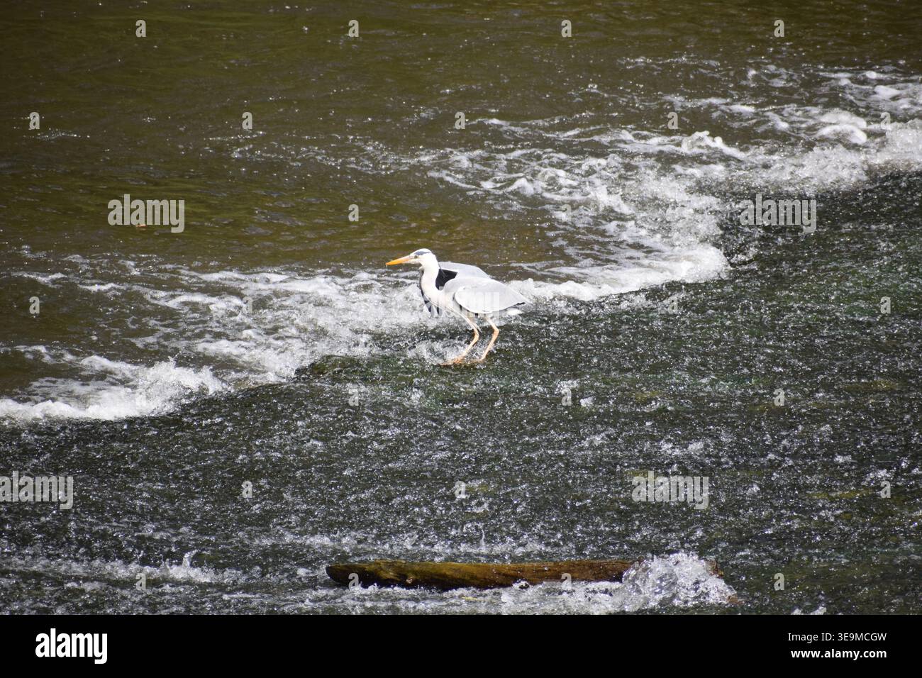 heron steht in einer Kaskade Stockfoto