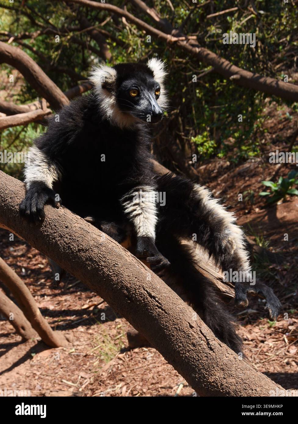 Schwarz-weiß geraffte Lemur (Varecia variegata), die auf einem Baum in Madagaskar ruht Stockfoto