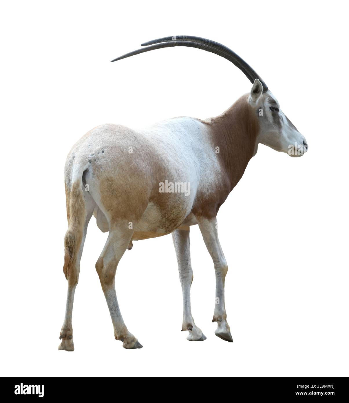 Scimitar-gehörnte Oryx (Oryx dammah) steht isoliert auf weißem Hintergrund. Ganzkörperprofil einer gefährdeten Wüstenantilope mit langen gekrümmten Hörnern. Stockfoto