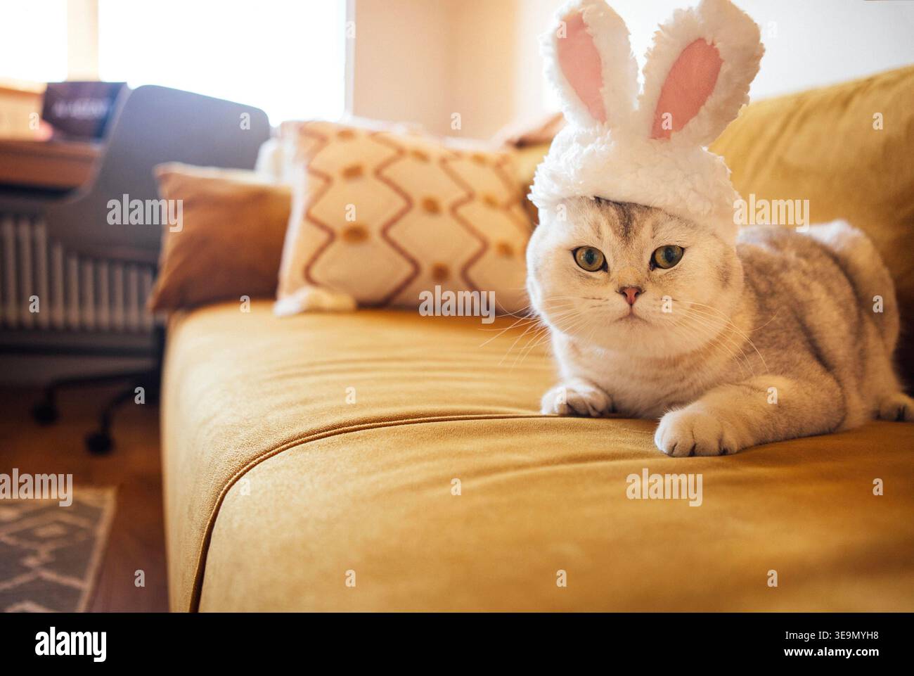Die schottische Faltkatze mit Hasenohren liegt auf einer gelben Couch in einem hellen Wohnzimmer, mit dekorativen Kissen und einem Arbeitsbereich im Hintergrund Stockfoto