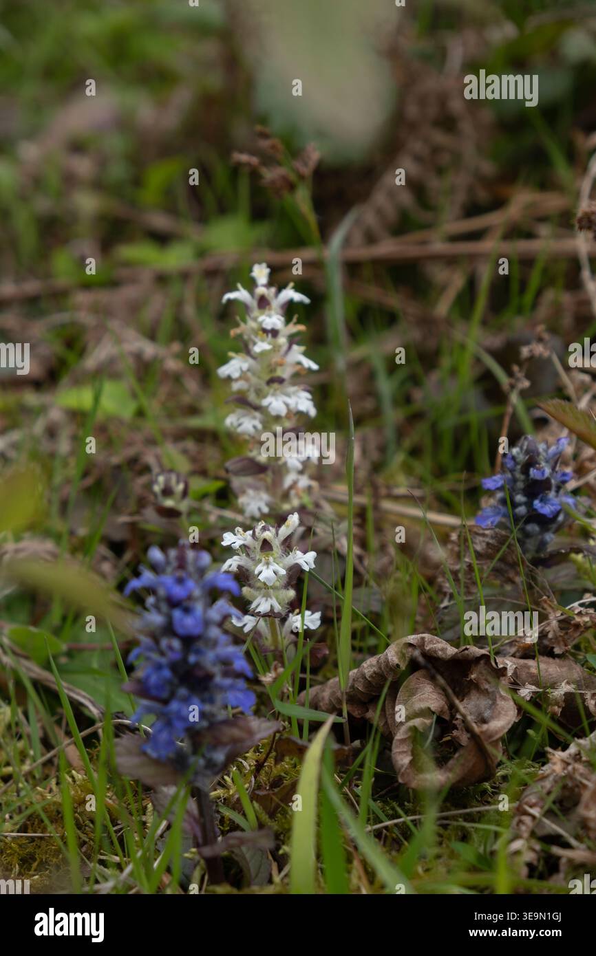 Weiße und blaue Bugleweed-Blüten blühen im Wald Stockfoto