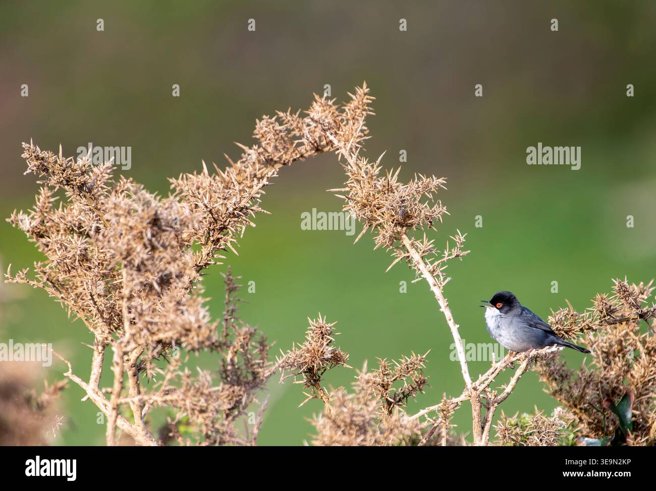 Sardischer Warbler, der auf einem Ast sitzt. Spanien. Stockfoto