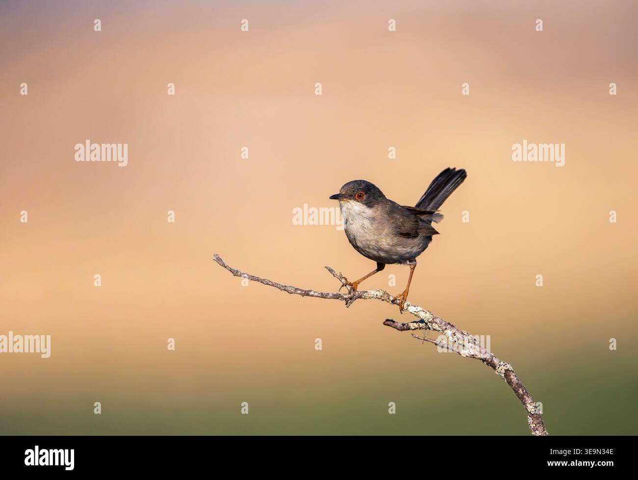 Sardischer Warbler, der auf einem Ast sitzt. Spanien. Stockfoto