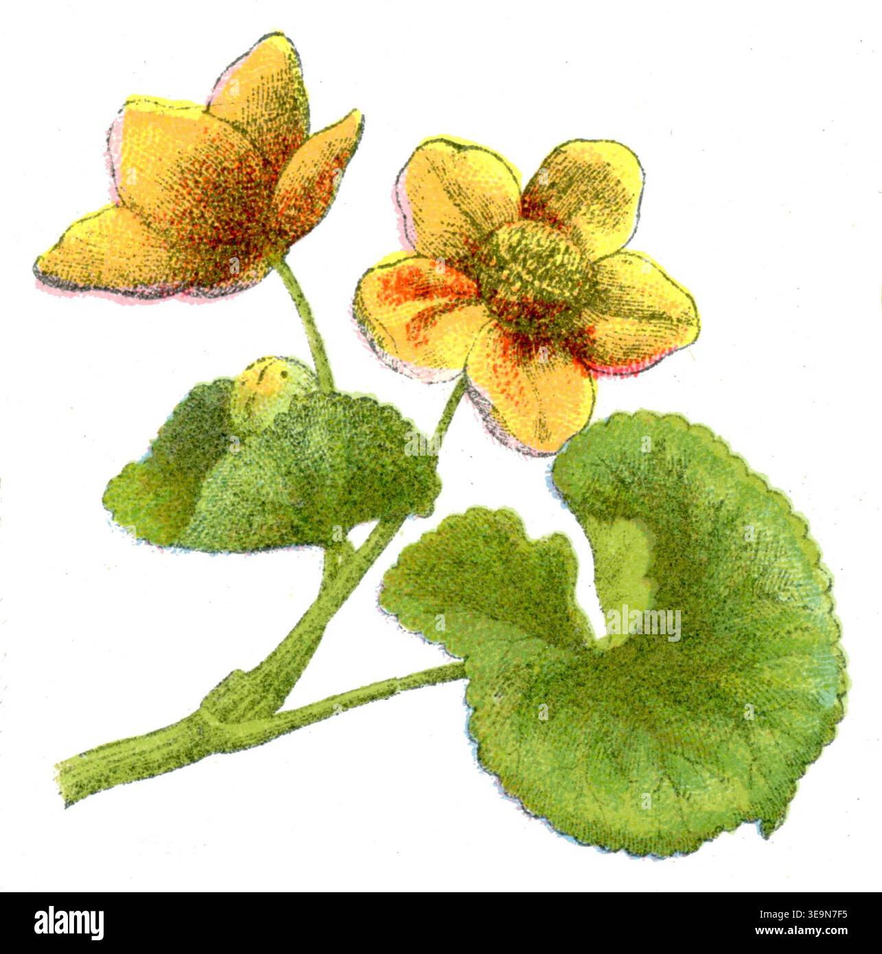 marsh-Ringelblume Caltha palustris, (, ), Sumpfdotterblume Stockfoto