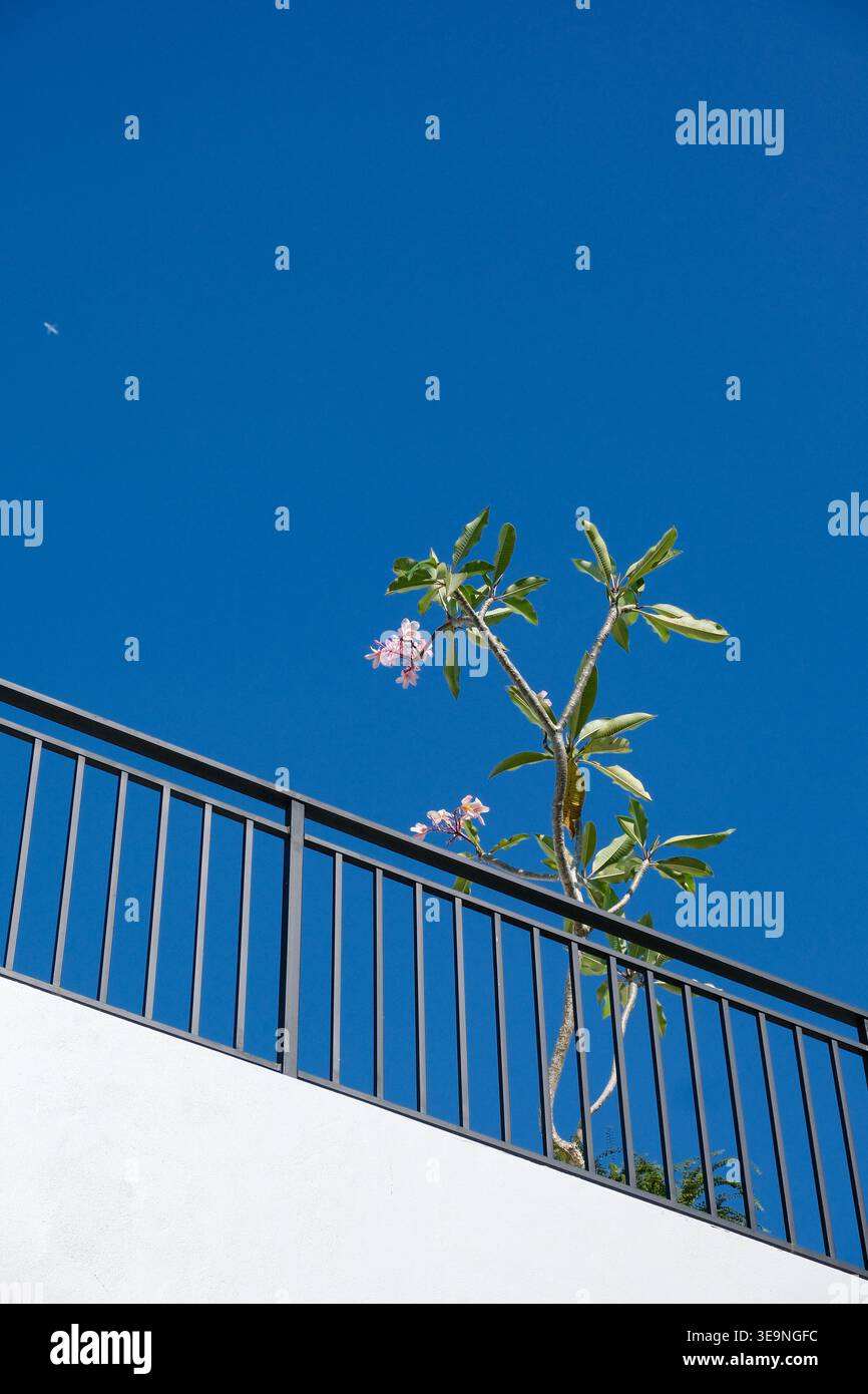 Minimale Komposition mit einer tropischen Pflanze mit rosa Blüten vor einem klaren blauen Himmel, mit einem modernen architektonischen Geländer im Vordergrund. Clea Stockfoto