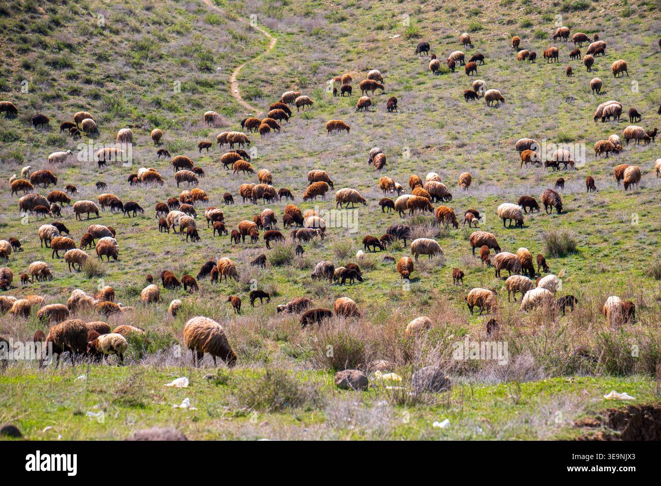 Schafherde, die auf grünem Hügel weidet. Gräser und Sträucher bedecken abschüssiges Gelände. Die Tiere bewegen sich langsam über offene Weiden. Natürliches Tageslicht Stockfoto
