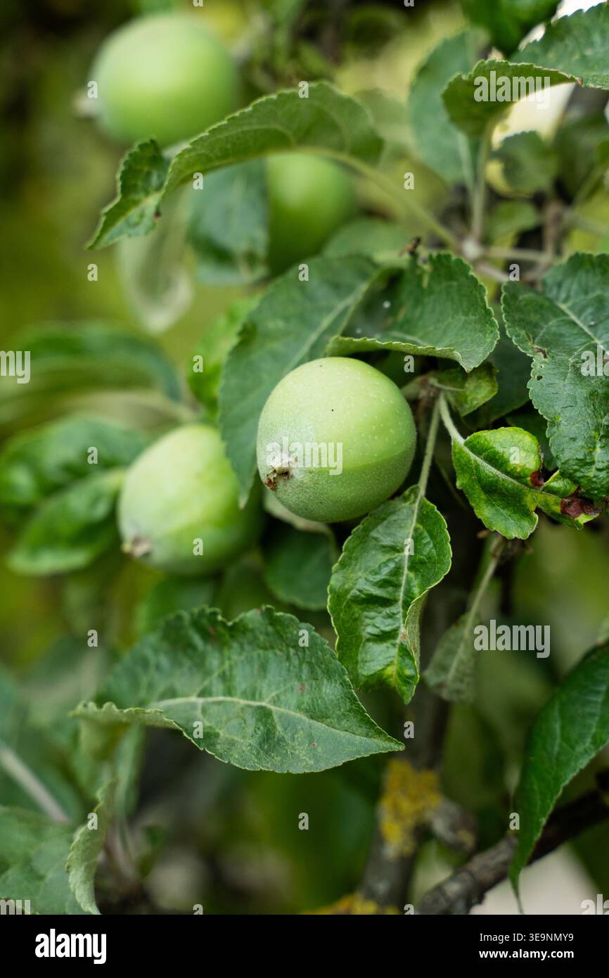 Grüne Äpfel wachsen auf einem Zweig in einem Hausgarten und Reifen Früchte, die vom Apfelbaum-Laub hängen Stockfoto