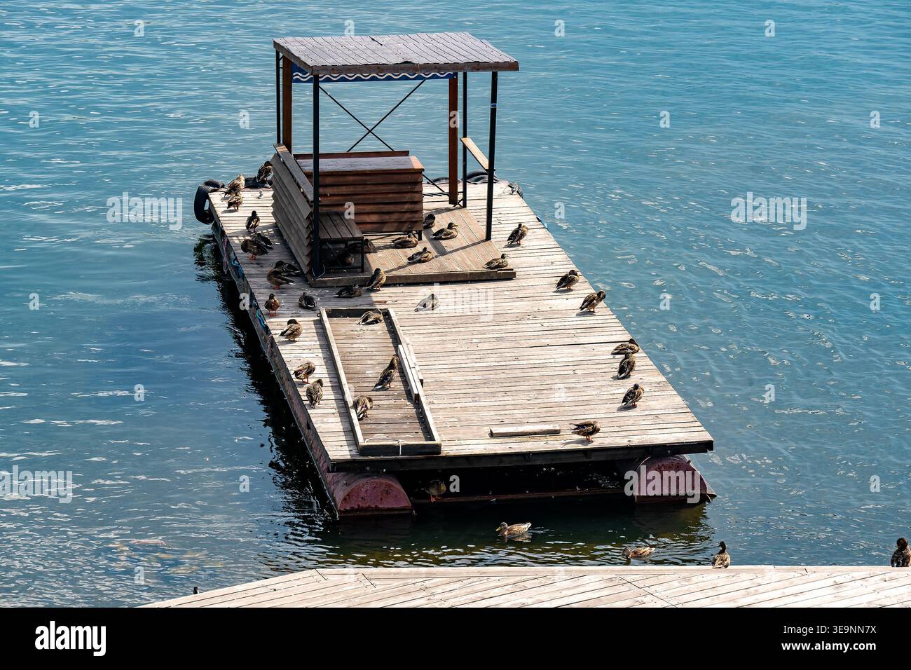 Hölzerne Schwimmende Anlegestelle Mit Enten Auf Ruhigem Blauem Wasser In Der Nähe Von Small Canopy Pier Stockfoto