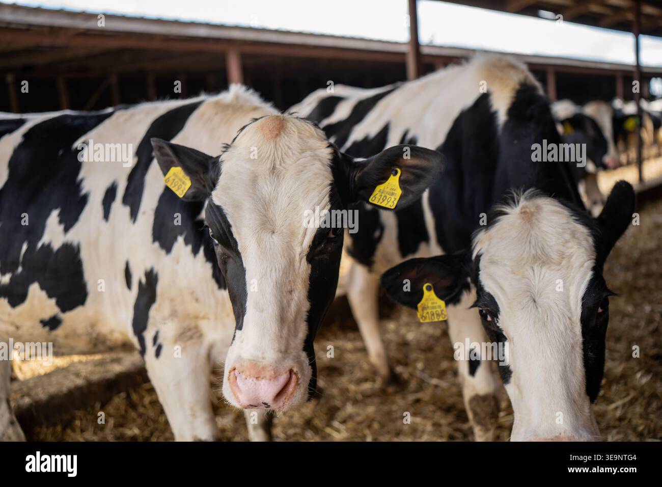 Holstein-Milchkälber stehen auf Strohbeet in der Scheune des Bauernhofes mit gelben Ohrmarken und schwarzweißen Mänteln für die Milchindustrie Stockfoto