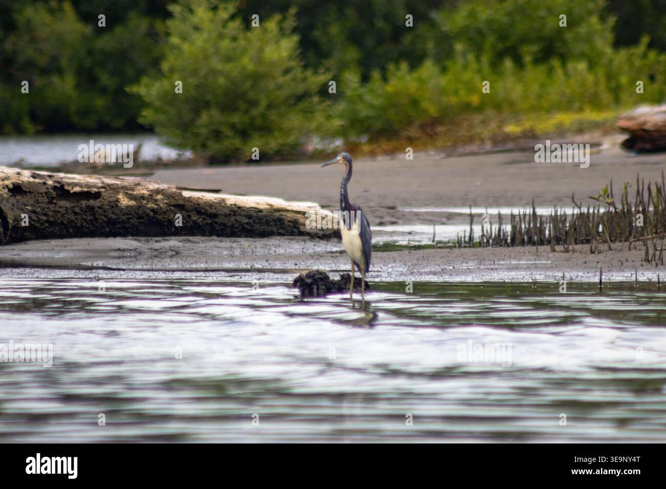 Ein dreifarbiger Reiher weht anmutig im flachen Wasser, umgeben von Mangroven und Treibholz. Die Szene fängt die natürliche Eleganz des Vogels und seine ein Stockfoto