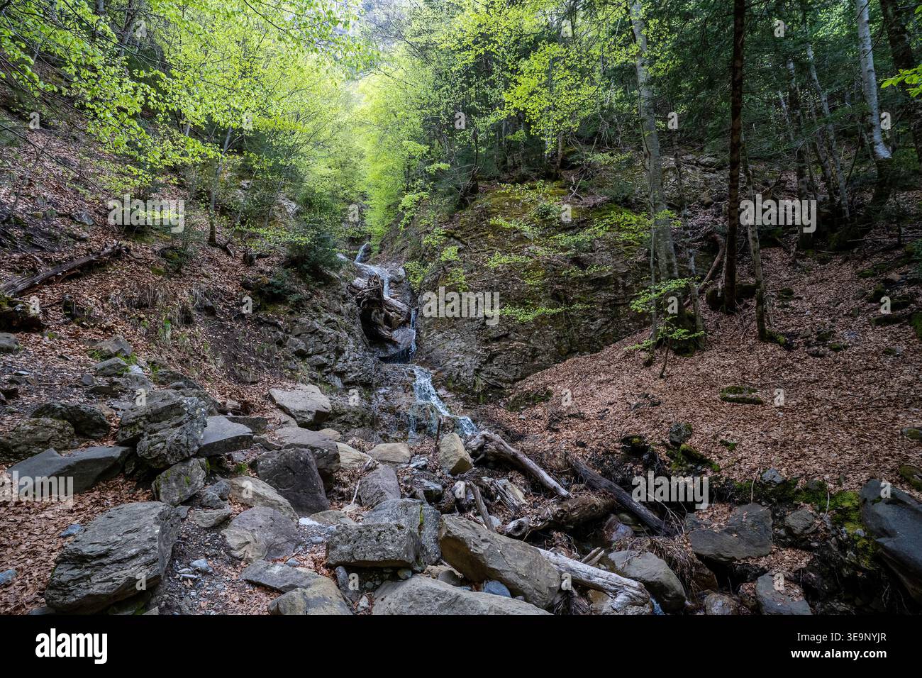 Ein bezaubernder kleiner Wasserfall schlängelt sich durch Felsen und alte Bäume. Klares Wasser fließt in einem steinernen Bett, umgeben von üppigem Quellunterholz im Th Stockfoto