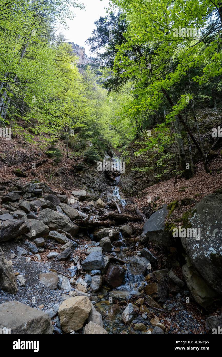 Ein bezaubernder kleiner Wasserfall schlängelt sich durch Felsen und alte Bäume. Klares Wasser fließt in einem steinernen Bett, umgeben von üppigem Quellunterholz im Th Stockfoto