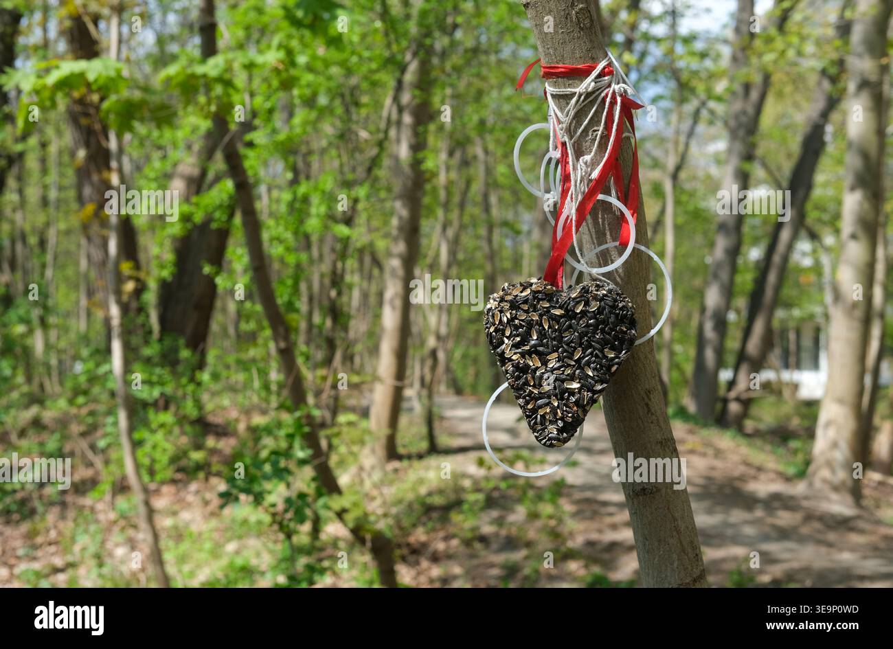 Ein herzförmiges Vogelfutter aus Samen hängt an einem Baum mit einem Waldweg im Hintergrund Stockfoto