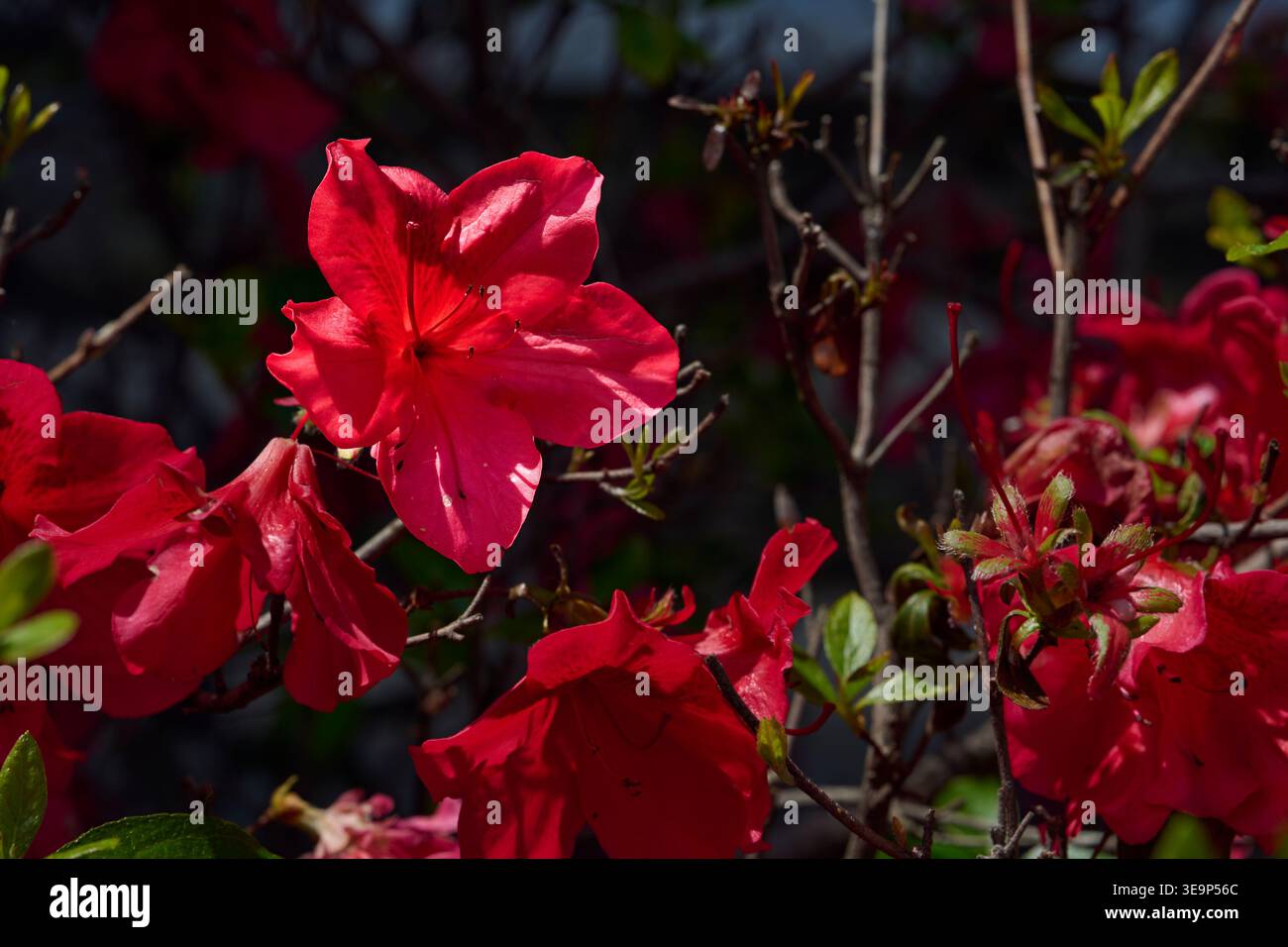 Horizontale Ansicht der sonnendurchfluteten rot-rosa Azalea (Rhododendron) Blumen, die auf einem Sträucher blühen, im Kontrast zu dichten dunklen Schatten in einem Frühlingsgarten. Stockfoto