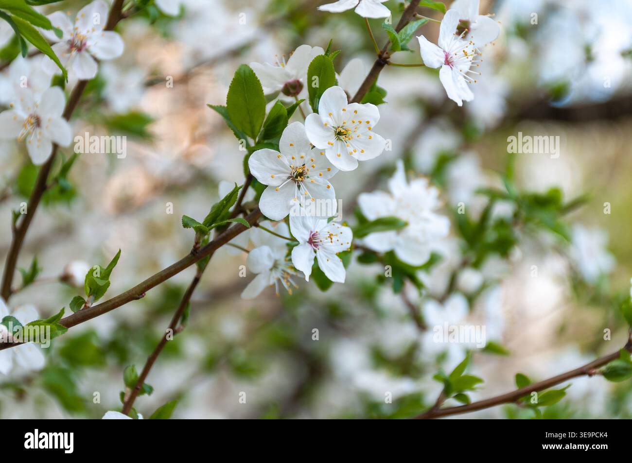 Ein Zweig blühender Kirschpflaume mit weißen Blüten und frischen grünen Blättern. Stockfoto