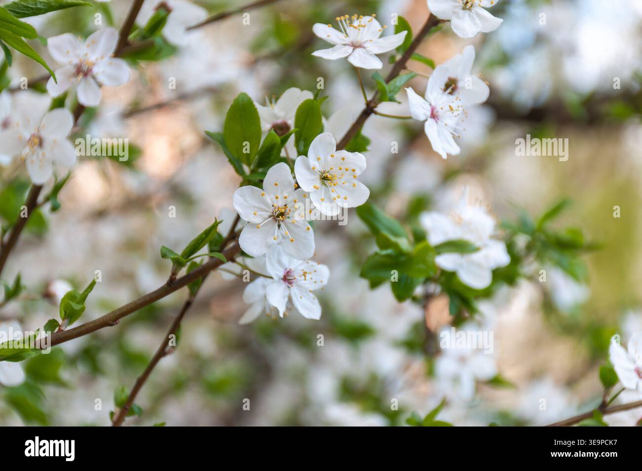 Ein Zweig blühender Kirschpflaume mit weißen Blüten und frischen grünen Blättern. Stockfoto