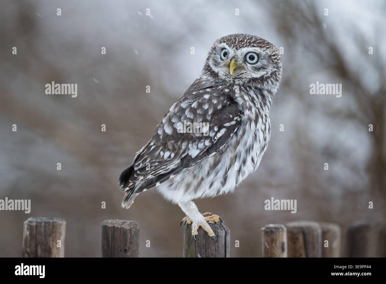 Nahaufnahmeporträt einer wilden kleinen Eule mit hellgelben Augen und Flecken. Stockfoto