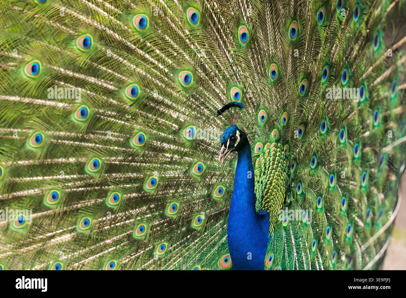 Ein männlicher Pfau spreizt seinen Schwanz. Stockfoto