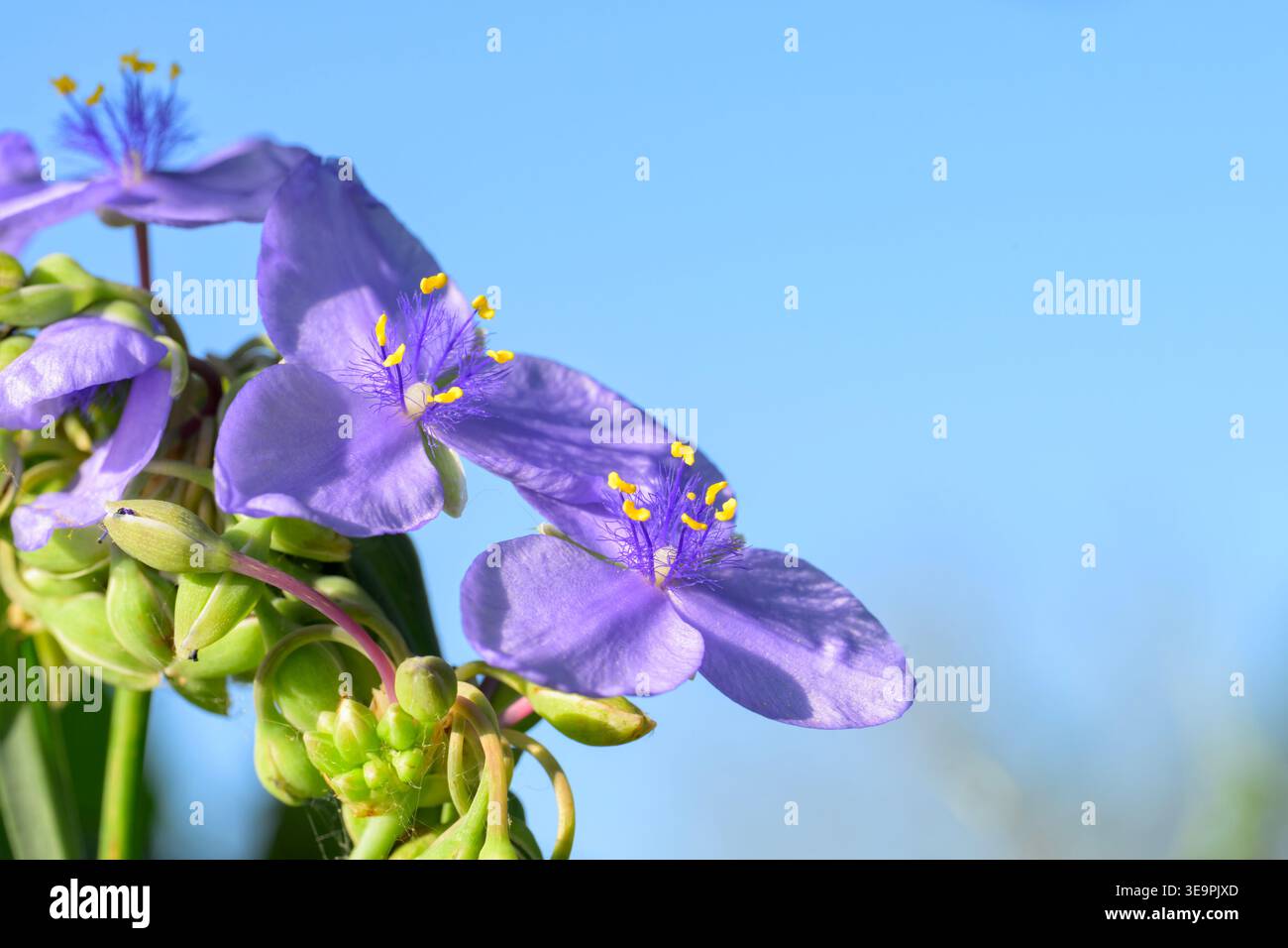 Prairie-Spinnenkraut mit seinen schönen violetten Blüten und gelben Antheren, vor blauem Himmel Stockfoto