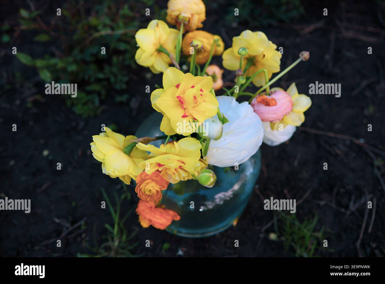 Gelbe Narzissen in einem Glasbehälter auf dem Gras. Stockfoto