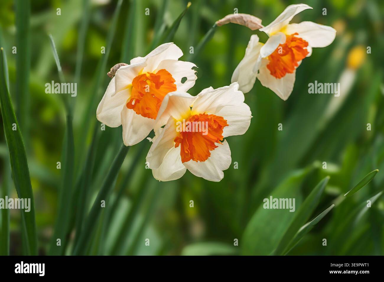 Wunderschöne, zweifarbige Narzissen blühen in voller Blüte. Stockfoto