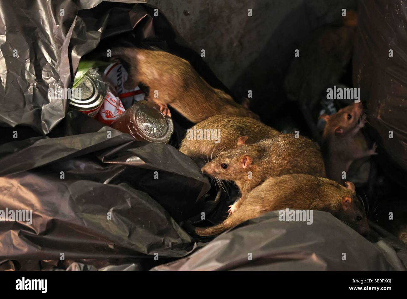 Ratten, die in schwarzen Müllsäcken nach Nahrung suchen, auf der Straße in Bangkok, Thailand Stockfoto