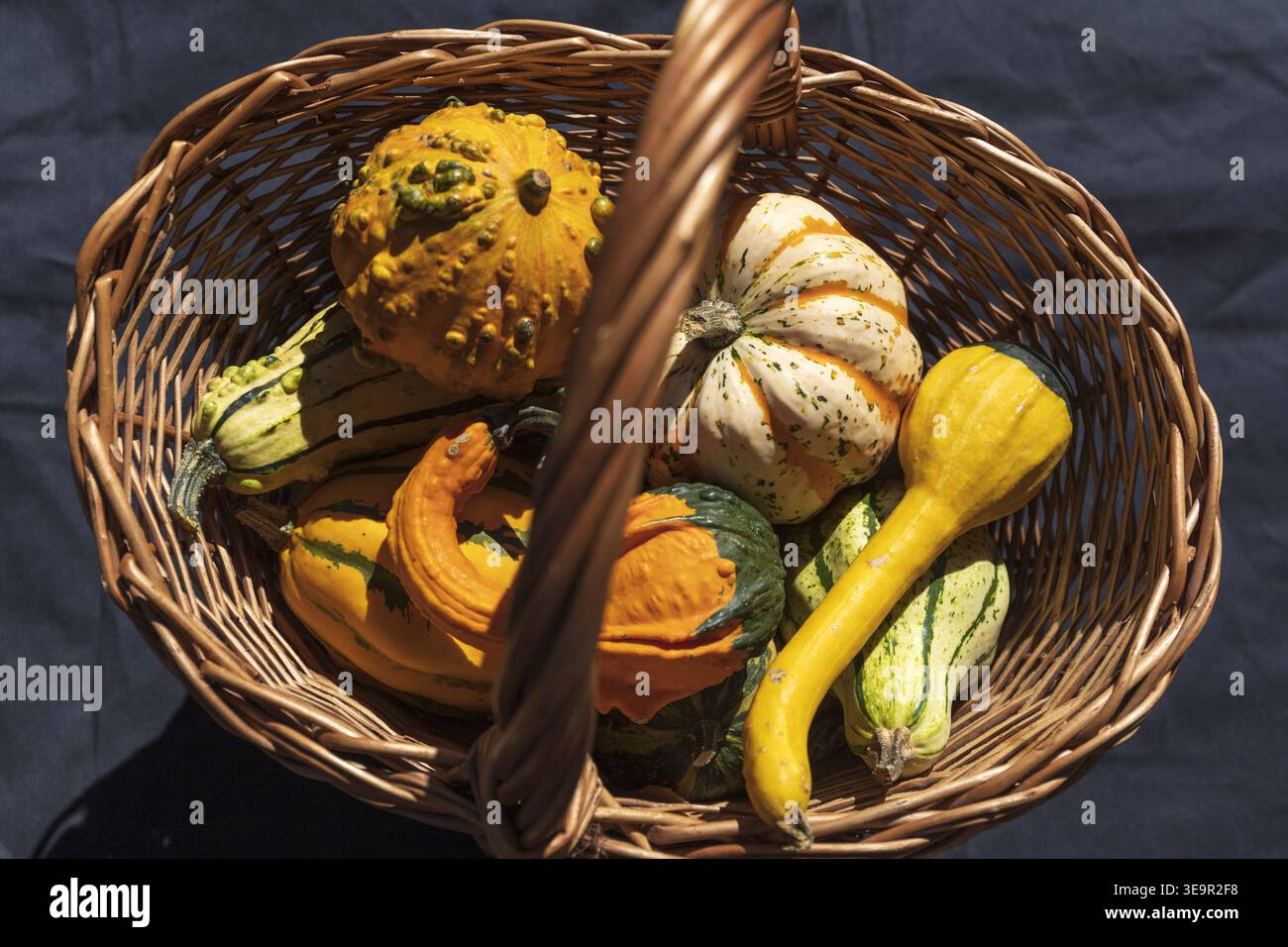 Korb gefüllt mit bunten Zierkürbissen. Herbsterntekonzept im rustikalen Stil. Stockfoto