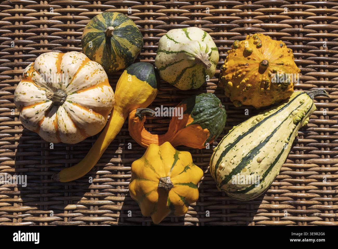 Flache Lagen von bunten Zierkürbissen auf Korbfläche. Herbsterntekonzept mit natürlichen Texturen. Stockfoto
